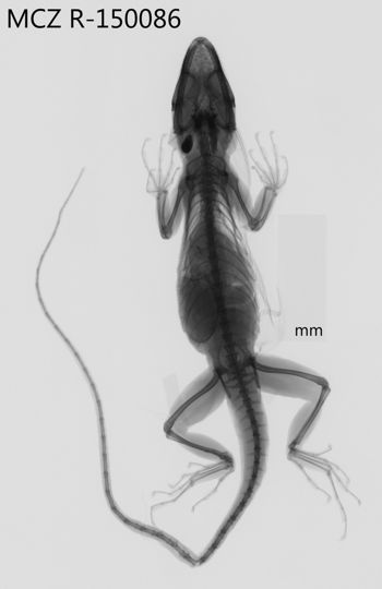 Media type: image;   Herpetology R-150086 Aspect: dorsoventral x-ray